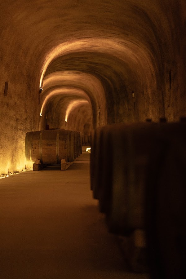 Bodegas Raíz y Quesos Páramo de Guzmán - Ribera del Duero
